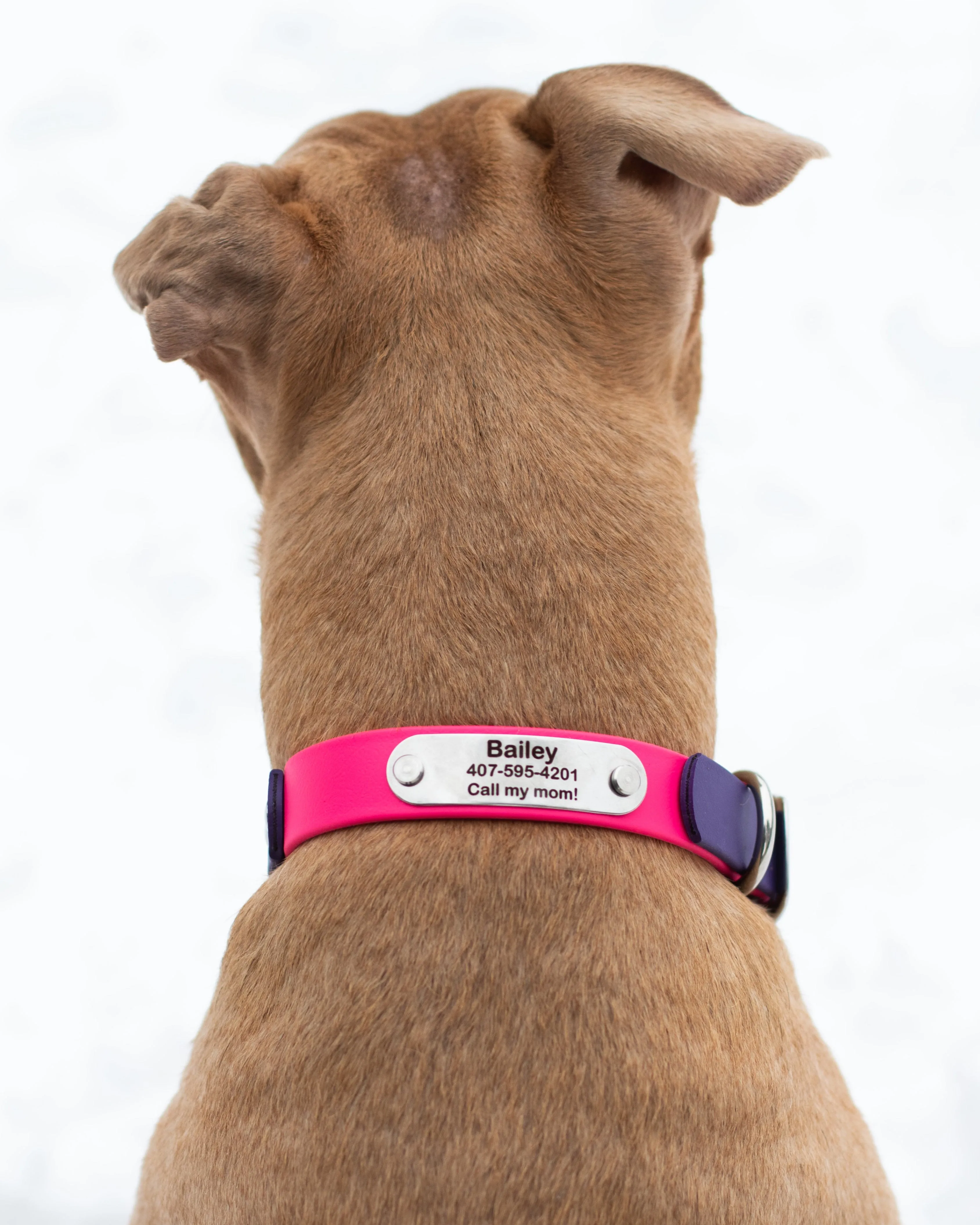 Fi Compatible Series 3 BioThane® Collar With Personalized Nameplate