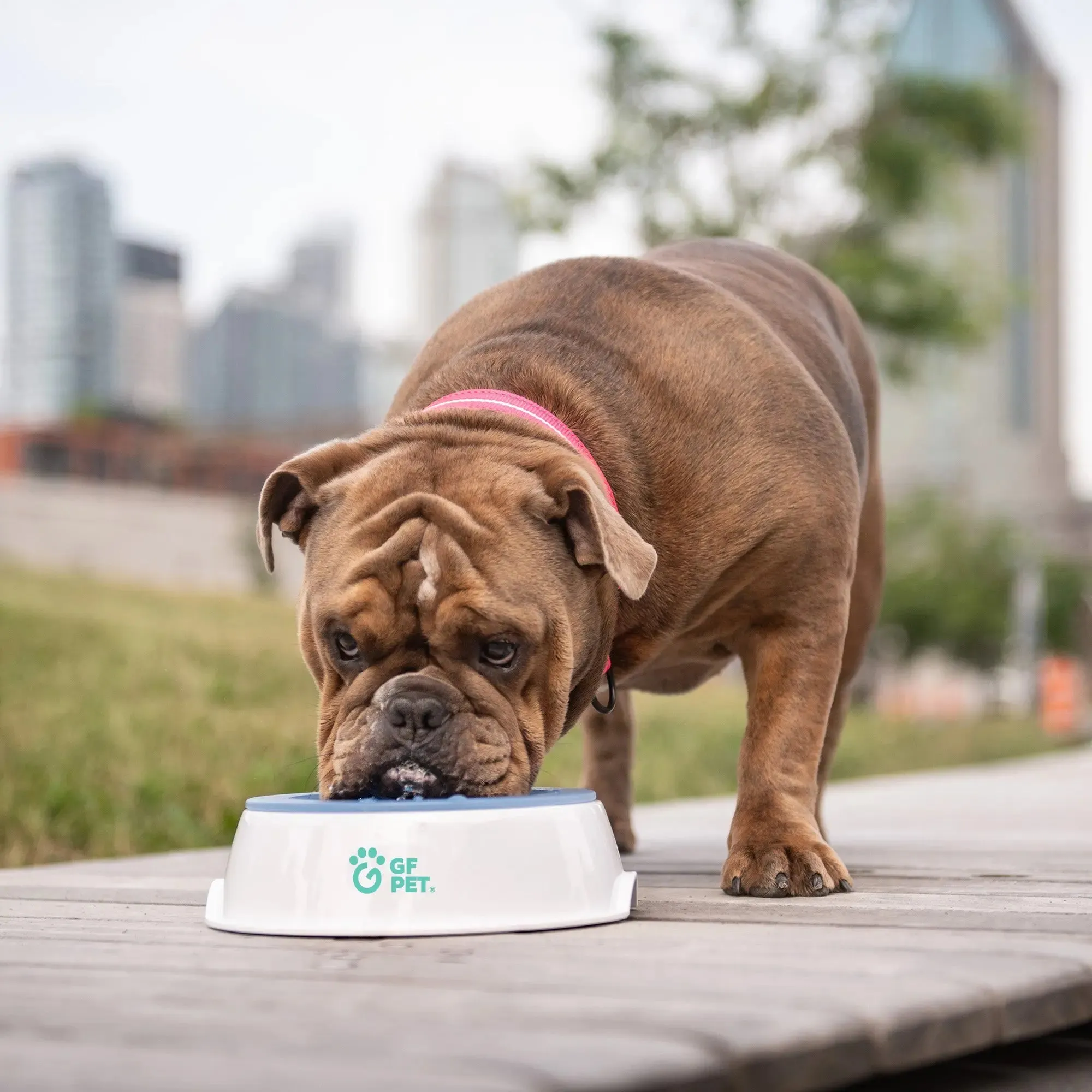 GF Pet Ice Bowl Cooling Pet Water Bowl