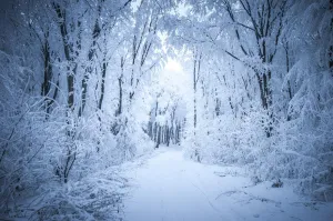Kate Frozen Forest Backdrop Snow Road Winter Background for Photography