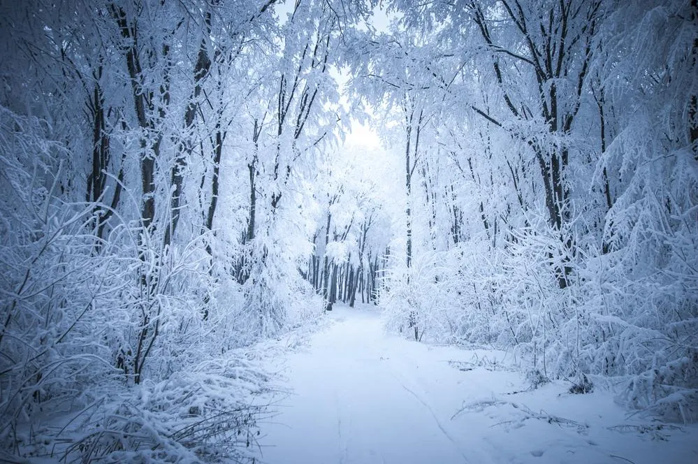 Kate Frozen Forest Backdrop Snow Road Winter Background for Photography