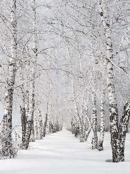 Kate White Winter Scenic Phtography Tree Snow Photo Background