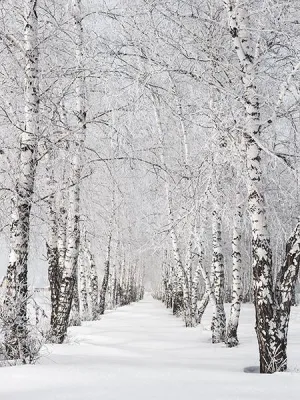 Kate White Winter Scenic Phtography Tree Snow Photo Background