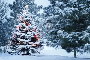 Kate Winter Snow Forest Pine Backdrop for Christmas Photography