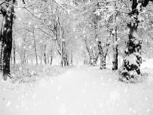 Kate Winter Snow Photography Background White Forest Backdrop