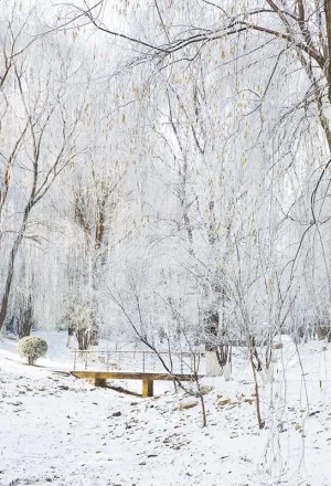 Kate Winter Snow Scene Grove Backdrop Designed by Emetselch
