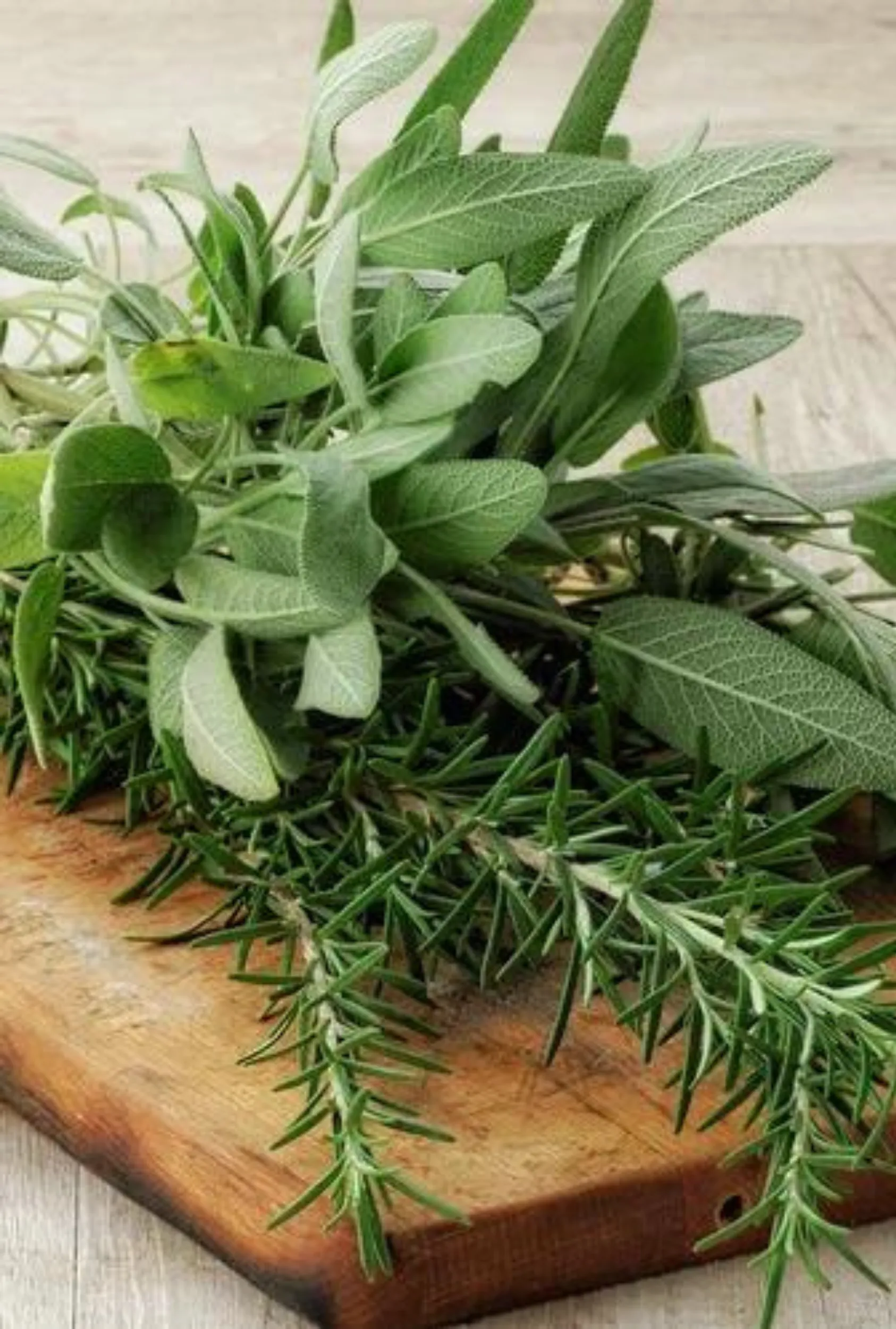 Rosemary Sage: Pine   Green Floral   Cedar