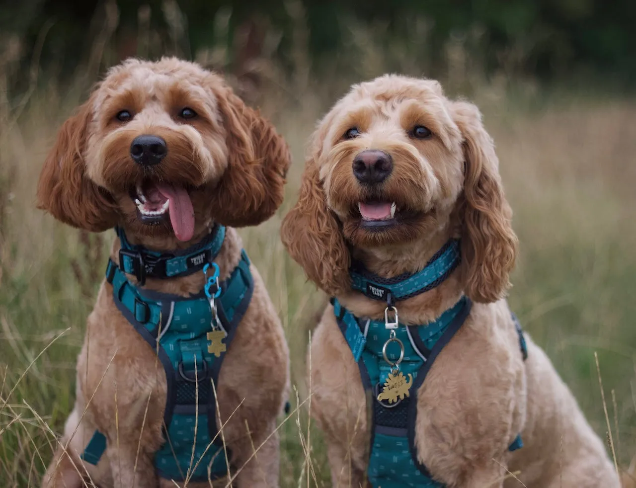 Twiggy Tags Adventure Collar Tranquil