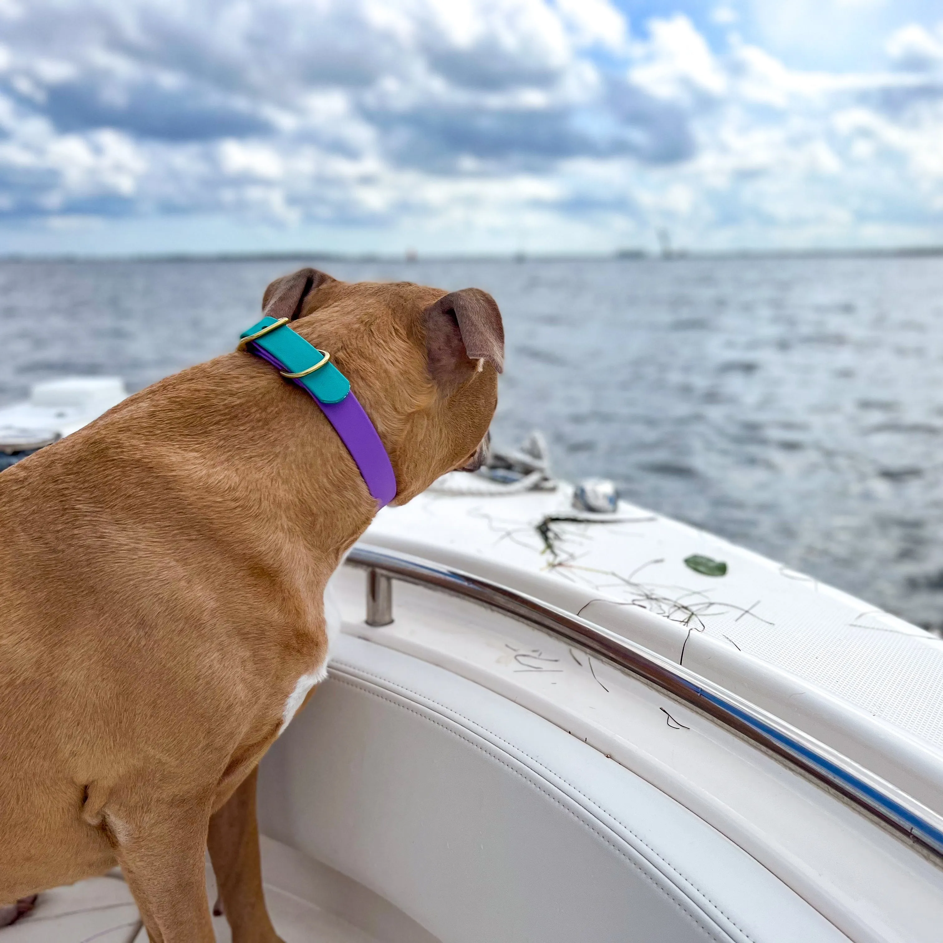 Two-Toned BioThane® Collars